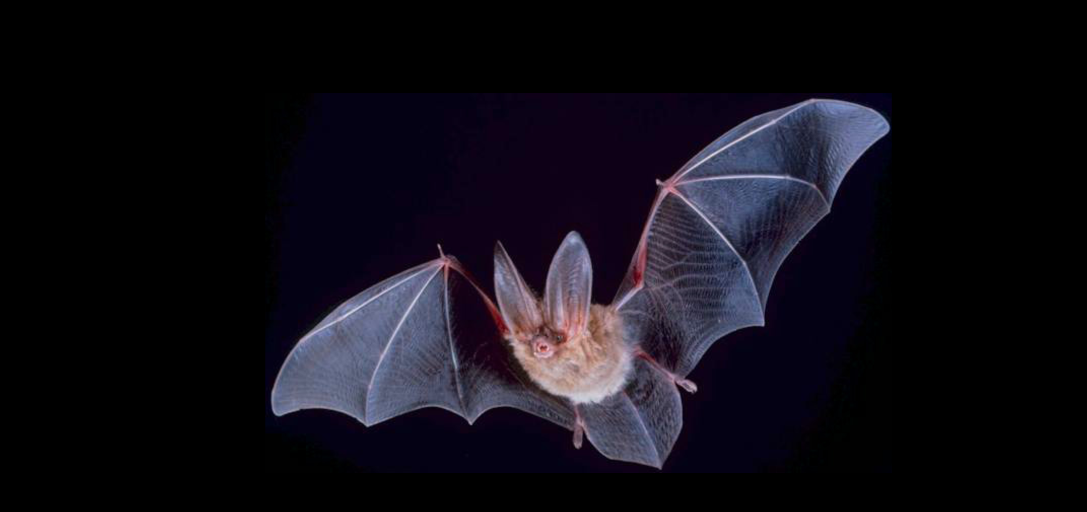 Big eared townsend bat