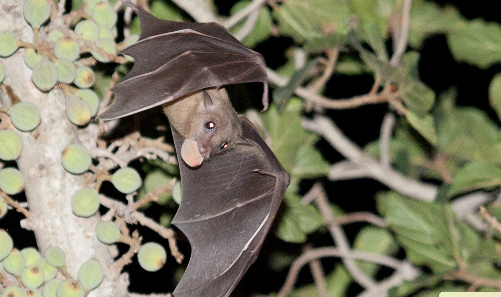 BATS Level 2 main image