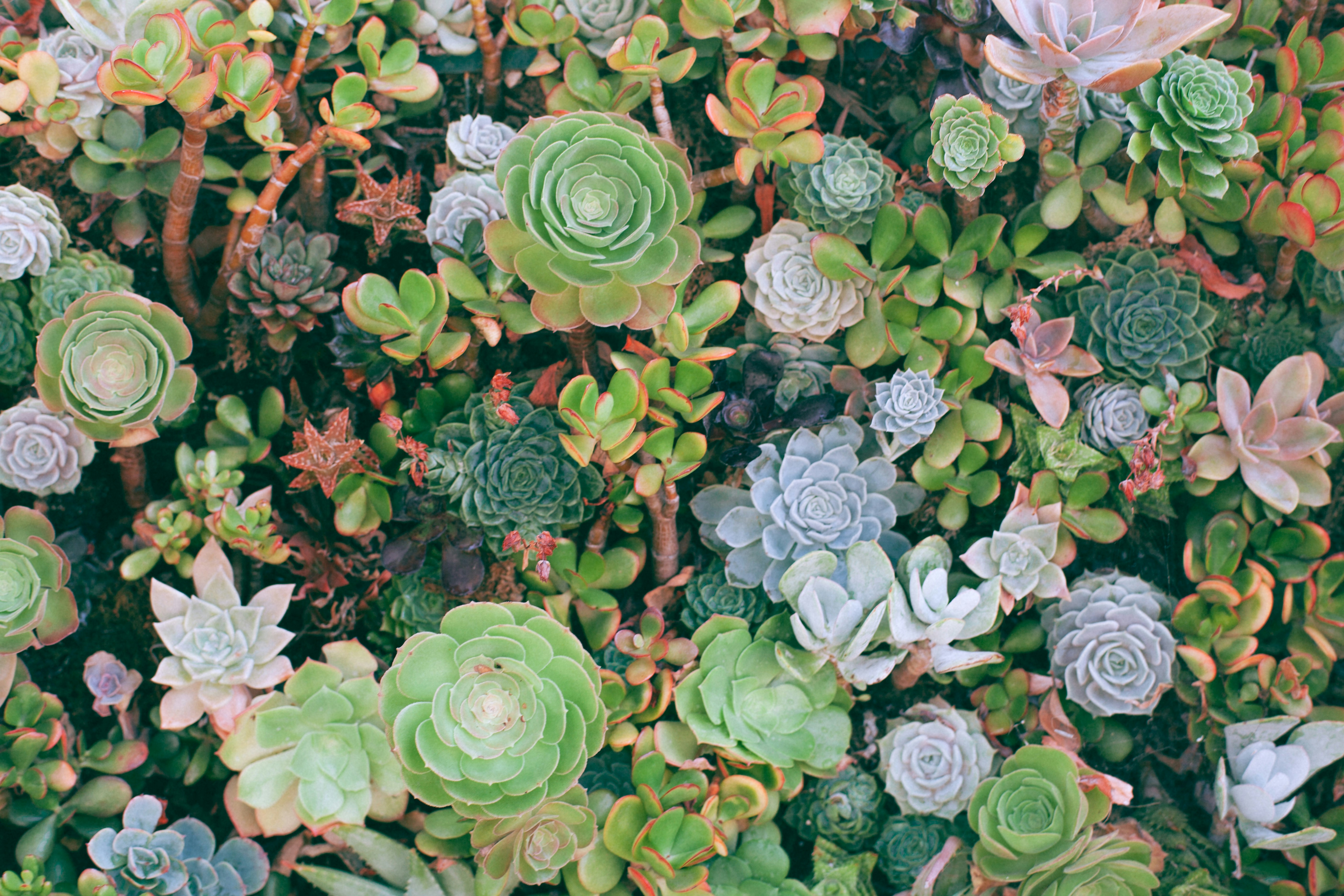 Succulents: How Plants Store Water and Survive Dry Conditions main image