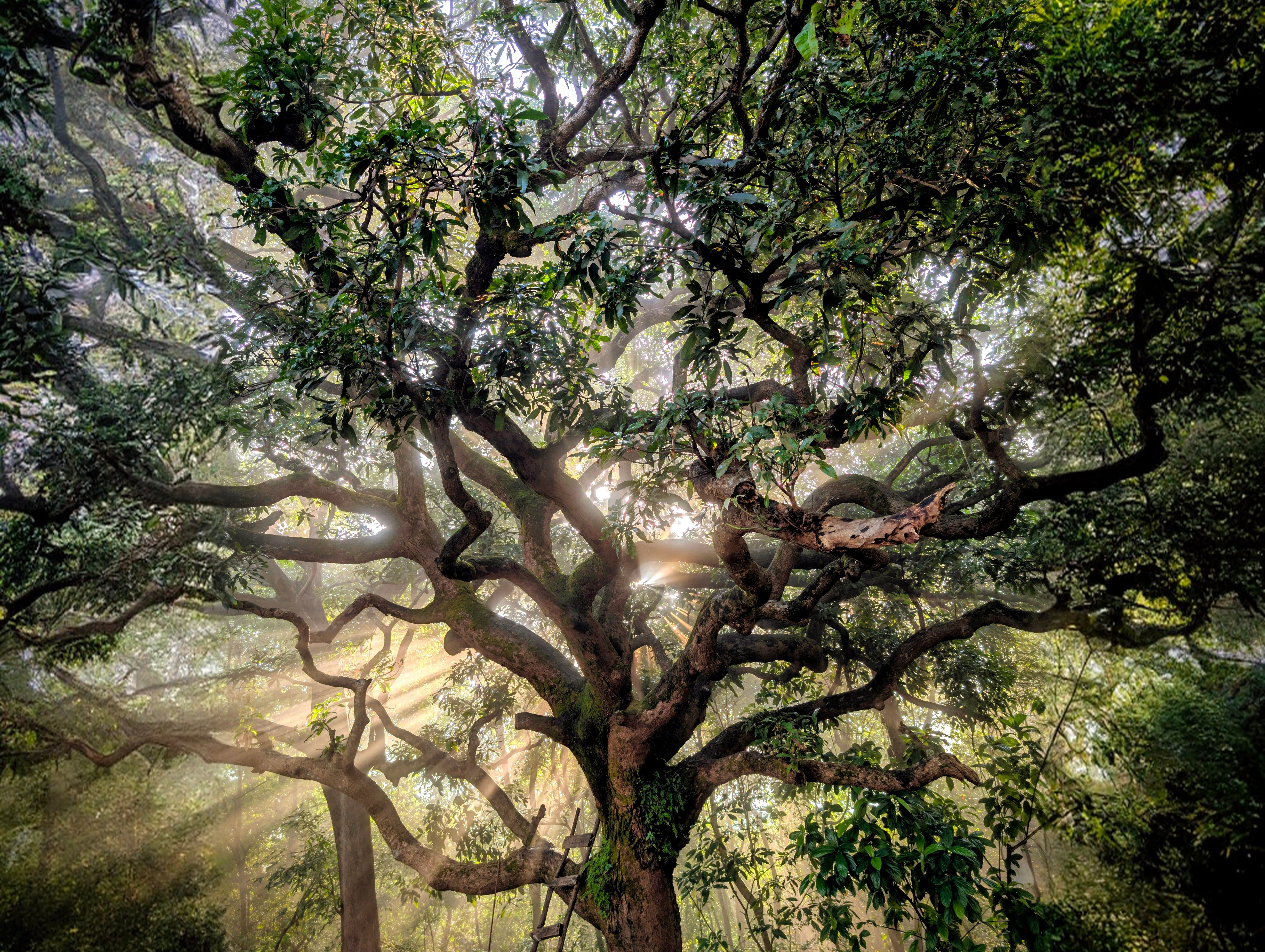 How Trees Communicate: 10 Facts About the Wood Wide Web main image