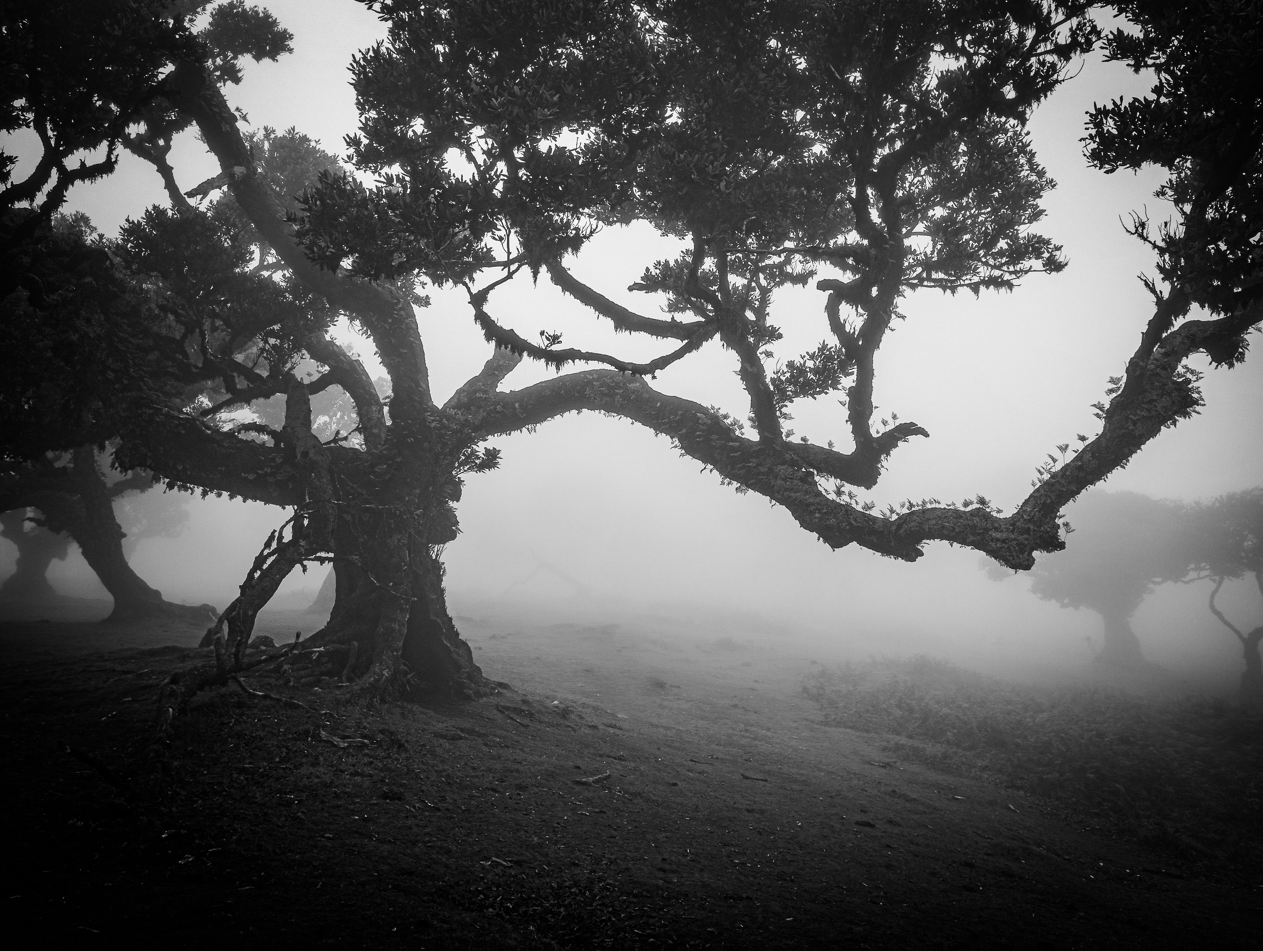 How Trees Communicate: 10 Facts About the Wood Wide Web image 2